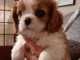 chiots cavalier king charles spaniel