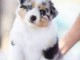 bergers austrauliens a vendre   australian shepherds for sale