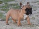 Chiots Bouledogue Français