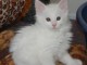 Chaton Maine Coon adorable a donner