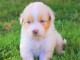 chiots berger australien adorable