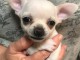 Chiots Chihuahua POUR COMPAGNIE 