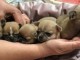 Adoption Chiots Chihuahua