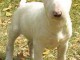 Bull terrier cherche 1 nouvelle famille d