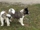 Donne ses magnifiques chiots akita inu