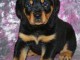 Chiot rottweiller à donner urgent