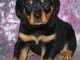 Chiot rottweiller à donner urgent