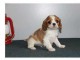 Donne chiot cavalier king charles