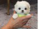 Chiot type bichon maltais femelle teacup à donner