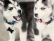 Donne ses magnifiques chiots husky contre soins