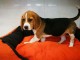 Chiot beagle cherche un nouveau maitre