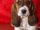 Chiot type basset hound à donner contre bons soins