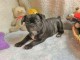 Chiot type bouledogue francais noir à donner