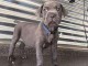 Chiot cane corso mastiff à donner