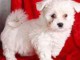 bichon maltais blanc à donner