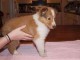 Chiot colley à donner