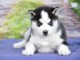 Adorables Chiots Siberian Husky