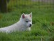 Adorables Chiots Siberian Husky