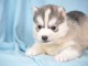 Adorables Chiots Siberian Husky