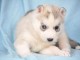 Adorables Chiots Siberian Husky