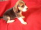 Magnifique chiot beagle femelle à donner