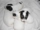 chiots jack russell terrier 