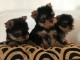 Je donnes mes Chiots Yorkshire Terrier