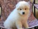 Chiots samoyede lof Adoption