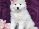 Chiots samoyede lof dispos de suite