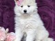  couleur Blanche chiot Samoyède