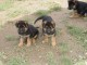 Chiot berger allemand femelle poil long lof