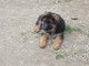 Chiot berger allemand femelle poil long lof