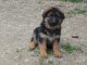 Chiot berger allemand femelle poil long lof