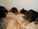 Chiot berger allemand femelle poil long lof