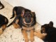 Chiot berger allemand femelle poil long lof