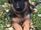 Chiot berger allemand femelle poil long lof