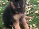 Chiot berger allemand femelle poil long lof