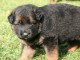 Chiot berger allemand femelle poil long lof