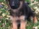 Chiot berger allemand femelle poil long lof