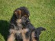 Chiot berger allemand femelle poil long lof