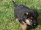 Chiot berger allemand femelle poil long lof