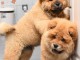 Chiots chowchow lof a donner 