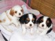 Adorables chiots cavalier king charles lof 