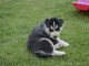 chiots husky siberien