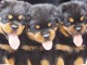 Chiots Rottweiler Adorable