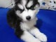 chiots husky siberien