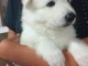 chiots berger blanc suisse