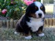 Splendide chiot bouvier bernois femelle