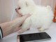 chiot type bichon maltais femelle (Marly)
