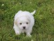 A donner chiot Coton de Tuléar Femelle( appelé blanche)